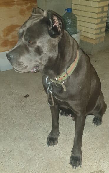 Gəmiricilər: Kane-Korso, Peyvəndli — 7