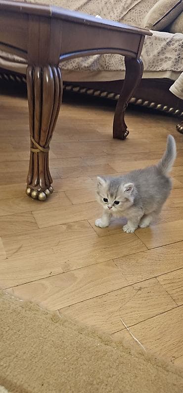 golden roz: Britan, Dişi, Yaxşı əllərə, Ünvandan götürmə, Ödənişli çatdırılma — 3