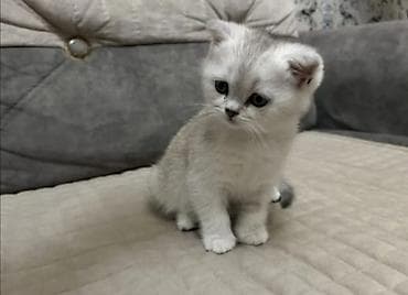 pişim: Britan — 3