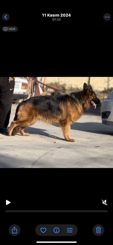 itler bala: Alman çoban iti, 2 il, Dişi, Peyvəndli — 1