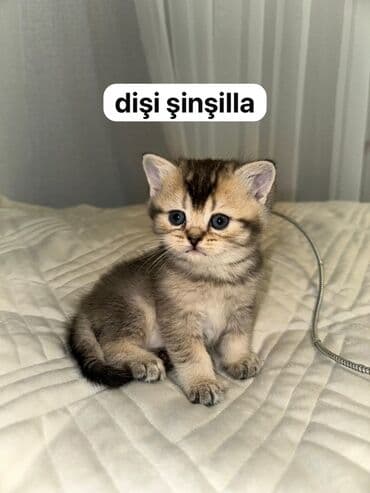 pişik sortlari: Шиншилла, Самка — 1