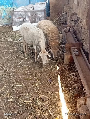 it cinsi adlari: Qoyun ana bala yasli qoyundu quzusu ozu boydadi disi quzudu yemeyinde — 3