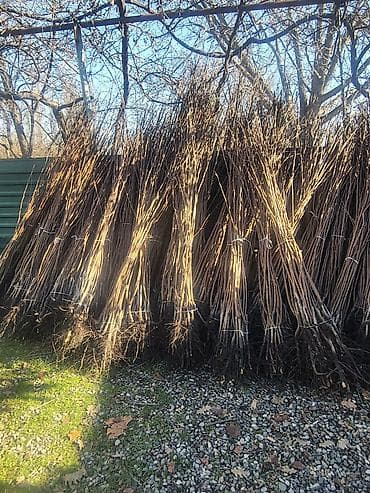 ucuz əşyalar: Satılır: söyüd fidanları (qamışvari sürətli böyüyən dekorativ ağac) - — 1