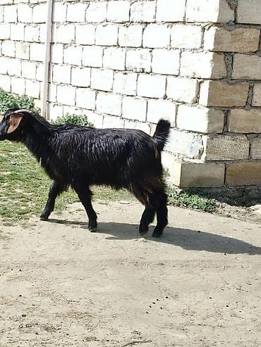 beyləqan sortu qoyun və quzuları: Dişi, Hələb, il: 1, Damazlıq — 7