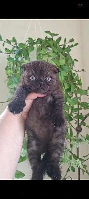 Şotland yastı qulaq, Dişi, Yaxşı əllərə, Ünvandan götürmə lalafo.az -da Şotland yastı qulaq, Dişi, Yaxşı əllərə, Ünvandan götürmə