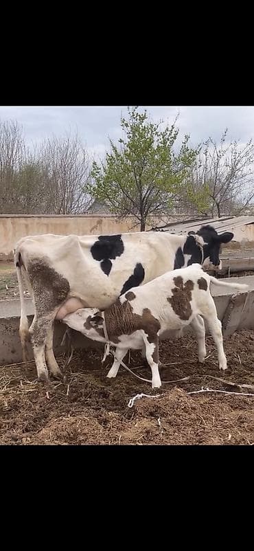 ev quslari haqqinda melumat: Süd malqarası – inək buzovla birlikdə - Cins: holştin tipli, ağ-qara — 7