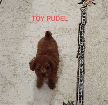 sirvan teze itler satisi: Pudel, 2 ay, Erkek, Ünvandan götürmə — 1