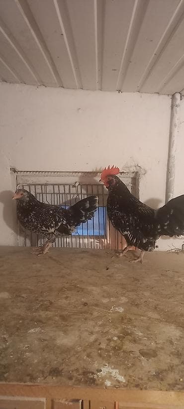 cuce yemi: Toyuq cücələri, Damazlıq — 10