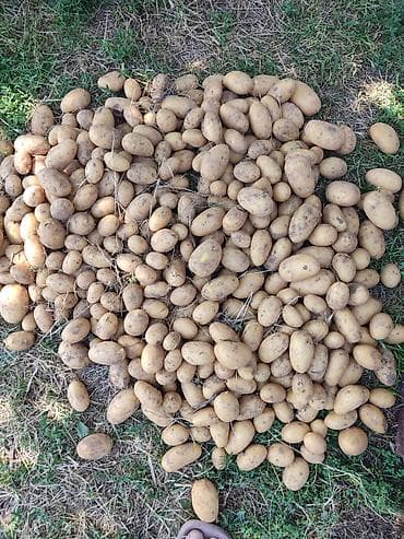 ev tipi çadır: Dərmansız kübrəsiz kənd kartofu 1 ton qobustan qarışıq 1super dadli — 1