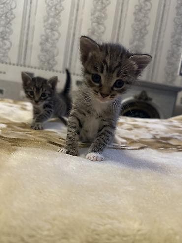 bala pisik sekilleri: Tabbi, Yaxşı əllərə — 7