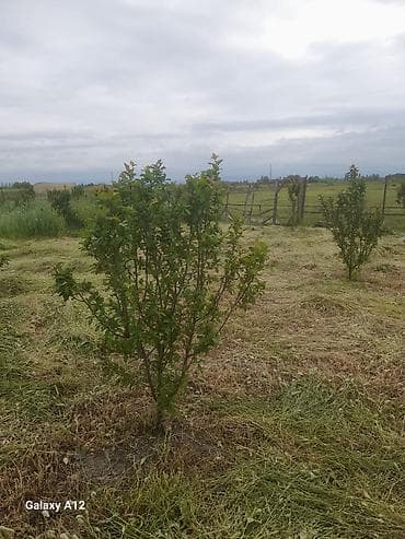 yun doşək: Meyvə ağacları – yerüstü köklü kollar - Növ: daş meyvə ailəsi — 8