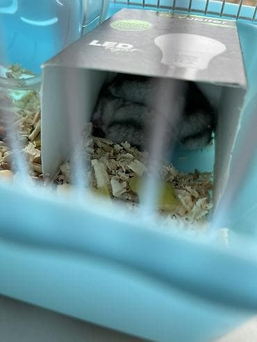 большая клетка для кролика: Cütlük xırda gəmirici – hamsterlər (qara-boz rəng çalarları). - — 5