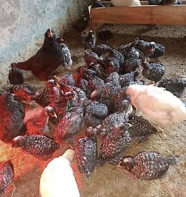 Atlar: Toyuq cücələri, Damazlıq, Ünvandan götürmə, Ödənişli çatdırılma, Rayonlara çatdırılma — 2