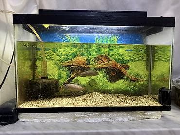 ev heyvanları: Dördbucaq akvarium, Balıqlarla birlikdə, 30 l — 2