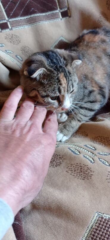 etibarli əllərə pişik: Şotland yastı qulaq — 3