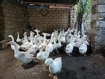 sort qazlar: Dişi, | Linda, Damazlıq, Ünvandan götürmə — 9