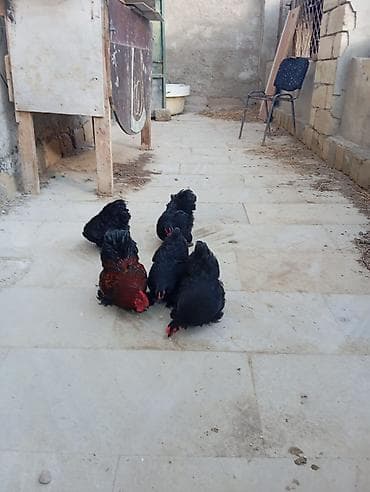Cins toyuqlar cemi 5 ededi.4 fere .ve 1 xoruz.top qiymeti 150 manatdi — 4