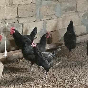 Dovşanlar: Xoruzlar satılır — 5