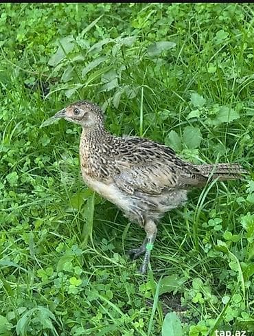 Məhsul: Qırmızı üzlü halqa boyunlu qırqovul (phasianus colchicus) – — 2