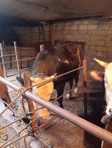 Inəklər, öküzlər: Satılır: Qara rəngli, alnı və burnu ağ olan iri buynuzlu heyvan — 3