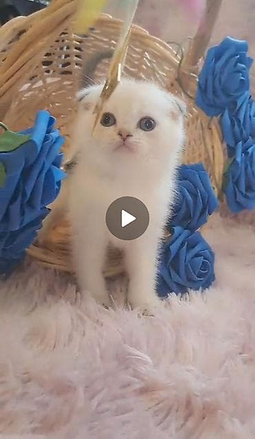 pişik cins: Şotland, Erkək, Dişi — 5