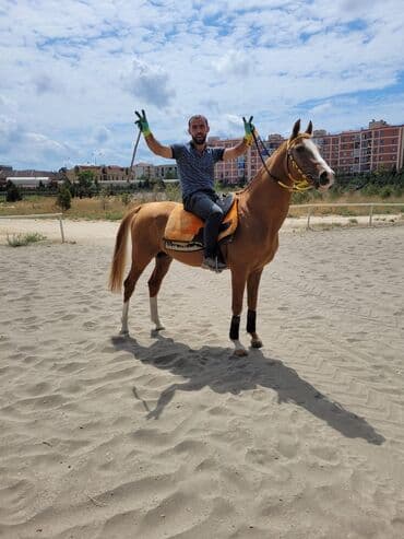 At surmek isdeyenler buyursunlar