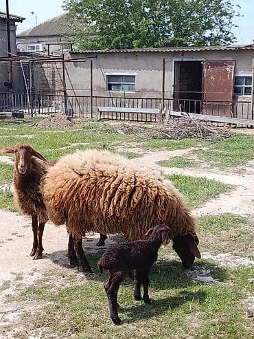 ana bala keci: Qurbanlıq qoç ana bala qoyun maştağada — 5
