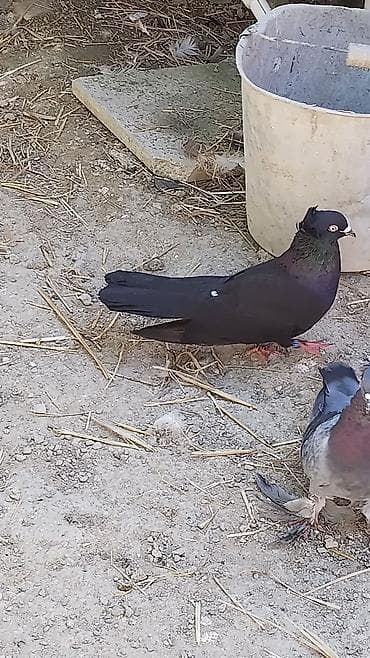 it tap az: Salam erkəkdi aşağı yeri yoxdu uşaq muşaq yazıb yalannan narahat — 2