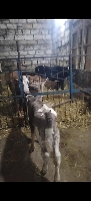 Yemlər: ÜNVAN AĞDAM RAYONU KİME LAZIM. OLSA ELAQE SAXLASIN QİYMED BUZOVA GORE — 9