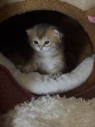 pişiy balası: Qızıl şinşilla, Erkək, Dişi, Yaxşı əllərə — 19