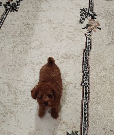 pudel: Pudel, 2 ay, Erkek, Ünvandan götürmə — 2