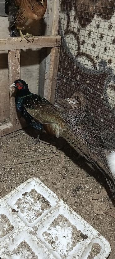 su qabi: Qırqovullar satılır real alıcılar əlaqə saxlasın dişiləri yumurtayır — 8