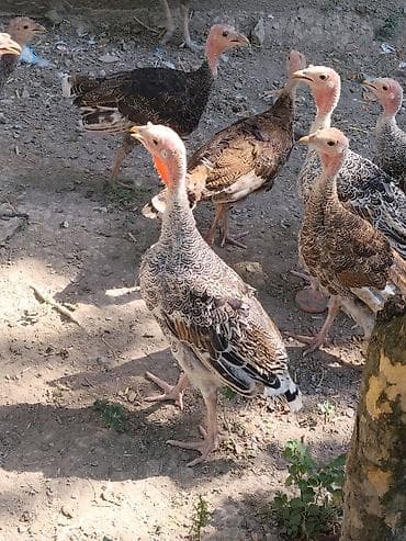 3 ayliq hunduşka balasi satilir 20-25 eded secib goture biler tam