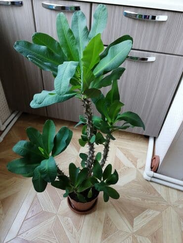 gül və çiçək adları: Otaq bitkiləri dəsti – 4 ədəd Rayona getdiyimiz üçün satırıq. Çiçək — 2