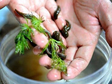 qaş formaları: Zəli satışı 🪱ibbi zeli. Səhiyyə Nazirliyi tərəfindən Azərbaycanda — 2