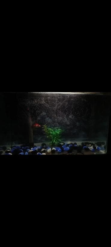 Quppi, Sülhsevər, Ödənişli çatdırılma