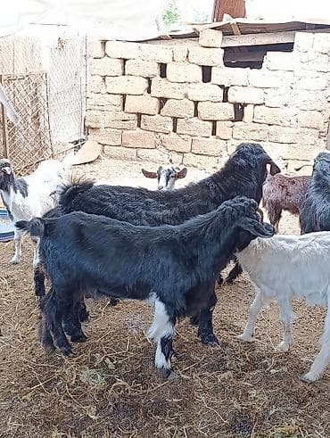 kənd heyvanları: 3 dene yekə Erkey keçilər satılır diri çəki qiyməti 7 AZN istəyən olsa — 2