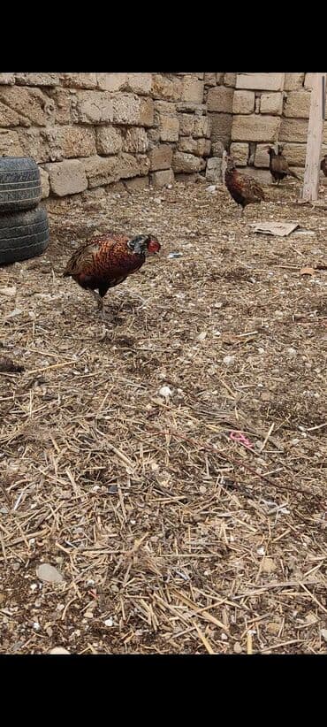 geref quşu: Toyuq, Damazlıq — 3