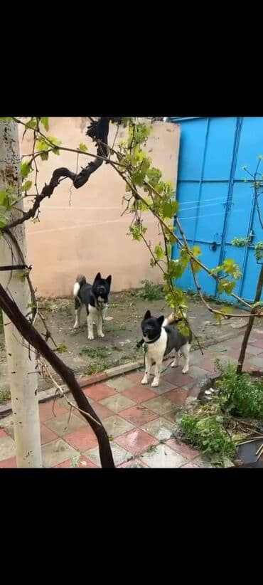 qoyun itləri: Akita-inu, 1 il, Erkek, Ünvandan götürmə — 1