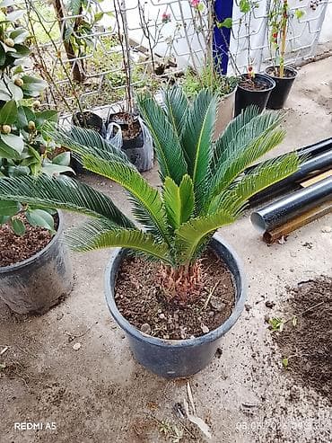ciledagi bitki: SEKAS PALMA– Cycas revoluta, iri plastik dibçəklərdə. - Bitki tipi — 8