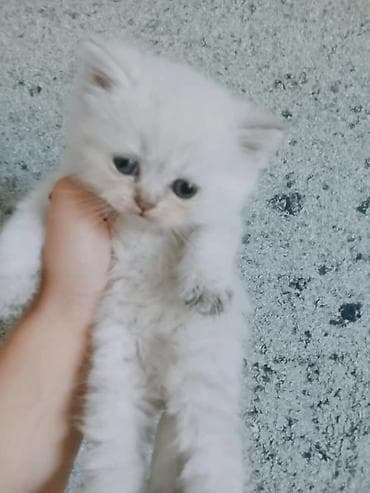 Fars lalafo.az -da Fars