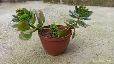 Кухонные принадлежности: Kalanxoe (Kalanchoe) – saksı sukulenti - Növ: Kalanxoe (çiçək açan — 4