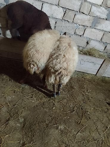 Pişiklər: Cüt 500 manat Alan adama endirim olacaq 1 aydı qoçunu alıb qoca — 3