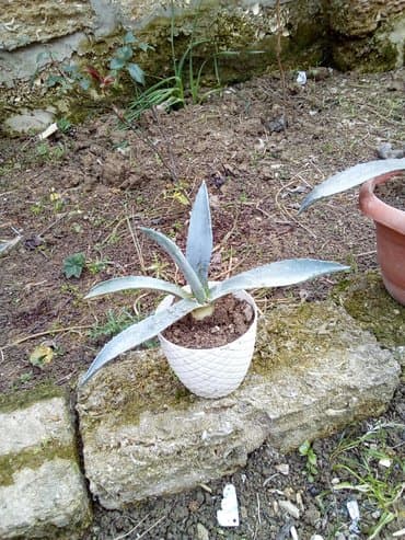 Digər bitkilər: Bag ucun kaktus aqava satilir. Qiymeti 6 azn. Boyuk satilmir. Sadece — 3