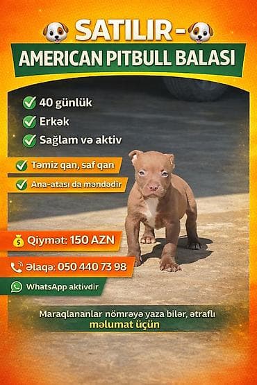Pitbul, 1 ay, Erkek