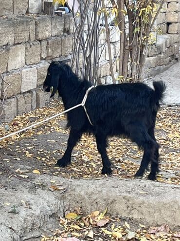 inek alım satım: Hələb çəpişi dişidir 5 aylığ Qara — 4