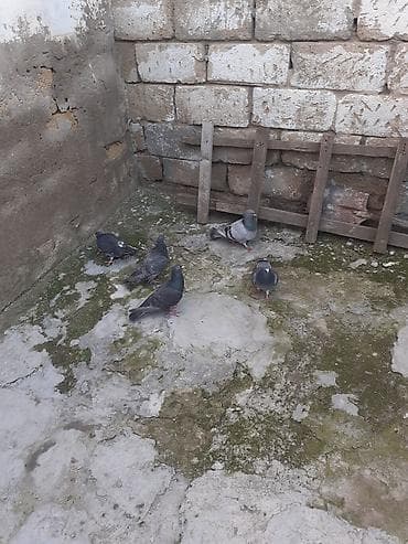 itlerin satisi 2017: Balada var erkeyde var mayada var usd usde goturen olsa 10 azn unvan — 6