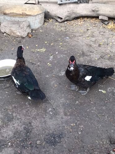 Muscovy (hind) ördəkləri – qara tüklü, gövdədə ağ ləkəli, qırmızı