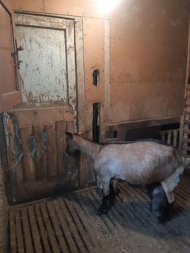 yumurta satışı: 3 AZN-e Keci sudu satilir!!Tam tebiyi ve faydali.(catdirilma var 3 — 4