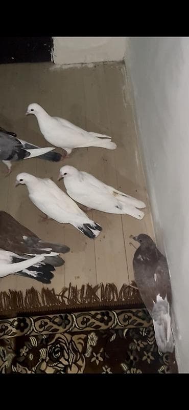 Balıqlar: Məhsul: Ev göyərçinləri dəsti Təsvir: - Şəkillərdə müxtəlif rəng və — 2